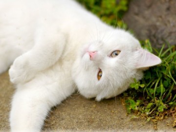 Як позбавити кішку від бліх за допомогою народних засобів