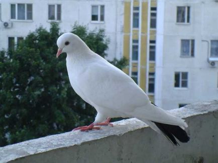 Cum să scapi de porumbei pe balconul de pe acoperiș, cuibărește, sperie, sperie,