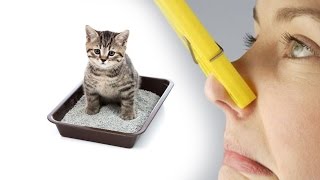 Cum să scapi de mirosul de pisici și urină de pisică în apartament