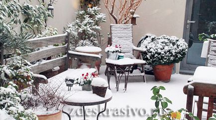 Cum să acoperim frumos și corect plantele în timpul iernii pe balcon