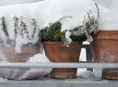 Cum să acoperim frumos și corect plantele în timpul iernii pe balcon