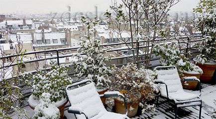 Cum să acoperim frumos și corect plantele în timpul iernii pe balcon