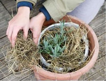 Cum să acoperim frumos și corect plantele în timpul iernii pe balcon