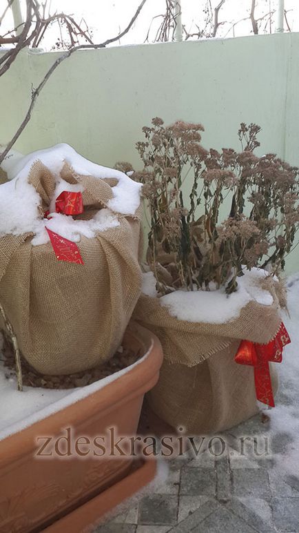 Cum să acoperim frumos și corect plantele în timpul iernii pe balcon