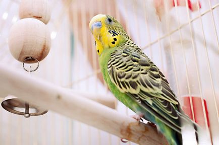 Cum să înveți să vorbești un papagal (undulating sau o corela) pentru o zi video