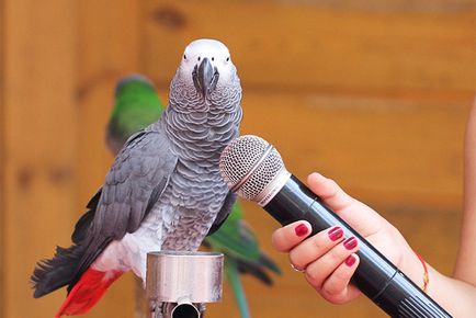 Cum să înveți să vorbești un papagal (undulating sau o corela) pentru o zi video