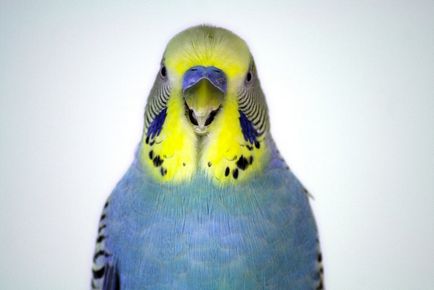 Cum de a învăța să vorbești un papagal (unducător sau o corella) pentru o zi video