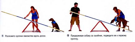 Cum să înveți un câine să se leagă pe un leagăn