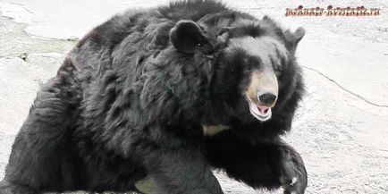 Як визначити вік ведмедя на що здатний цей хижак, волохатою-хвостаті