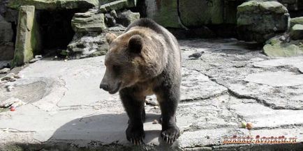 Як визначити вік ведмедя на що здатний цей хижак, волохатою-хвостаті