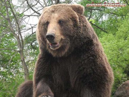 Як визначити вік ведмедя на що здатний цей хижак, волохатою-хвостаті