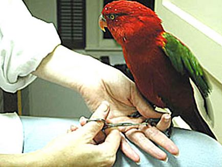 Cum să tăiați ghearele și ciocul unui papagal