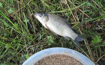 Cum să hrăniți în mod corespunzător tacticile de pește, compoziția hranei pentru animale și regulile de hrănire în zona de captură