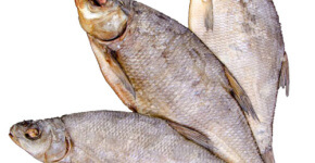 Cum să gătești pește uscat la domiciliu - rețete - păpădie mare - un site despre pescuit