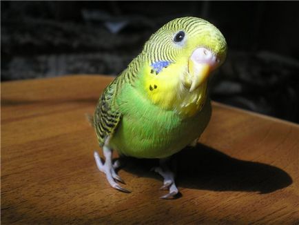 Cum de a instrui un papagal ondulat pentru a manevra un video