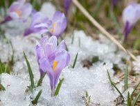 Як розмножити купальниця, квіти в саду (садиба)