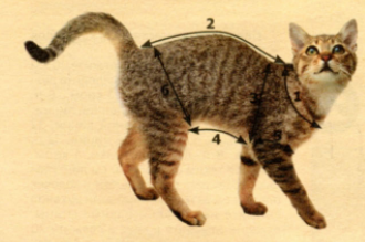 Cum se efectuează măsurători de la o pisică sau un câine - Don Sphynx șobolan