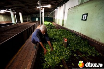 Hogyan gyűjtsünk tea Sri Lanka