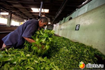Hogyan gyűjtsünk tea Sri Lanka