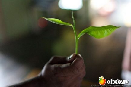 Hogyan gyűjtsünk tea Sri Lanka