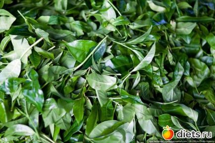 Cum să colectezi ceai în Sri Lanka