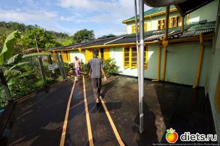 Hogyan gyűjtsünk tea Sri Lanka