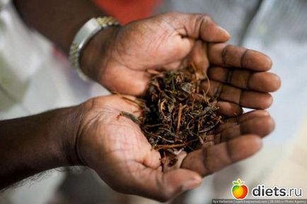 Hogyan gyűjtsünk tea Sri Lanka