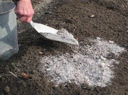 Cum de a salva ceapa din mucegaiul praf - ce trebuie procesat, preparate și remedii folclorice