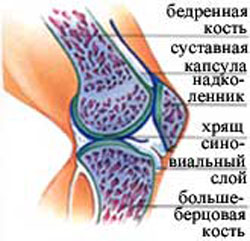 Як влаштований суглоб людини короткий опис фото