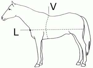 Як дізнатися вага коні шлях ковбоя