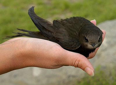 Hogyan hozzuk ki a gyors - cikkek - cég fauna