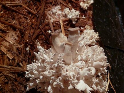 Як виростити гриби гливи