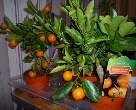 Cum să crești un mandarin de la un os acasă