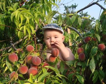 Як виростити персики в саду досвідом діляться садівники - блог відповідей