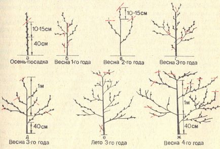 Cum să crească piersici într-o grădină de experiență grădinari parts - răspunsuri pe blog