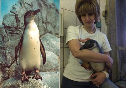 Cum să te îndrăgostești, să dai naștere, să schimbi și să împartă copii într-un profesor de pinguin din Moscova