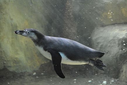 Як закохуються, народжують, змінюють і ділять дітей в московському пінгвінятніке