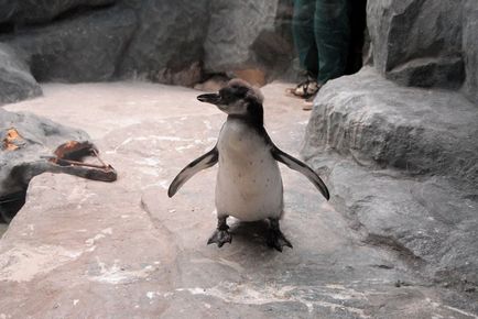 Cum să te îndrăgostești, să dai naștere, să schimbi și să împartă copii într-un profesor de pinguin din Moscova