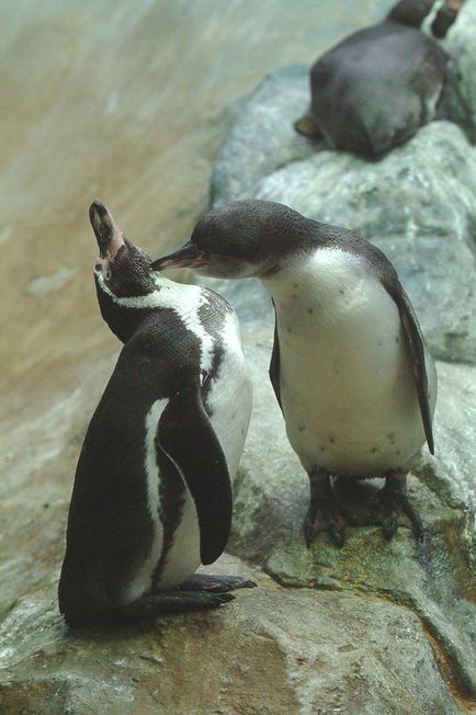 Cum să te îndrăgostești, să dai naștere, să schimbi și să împartă copii într-un profesor de pinguin din Moscova
