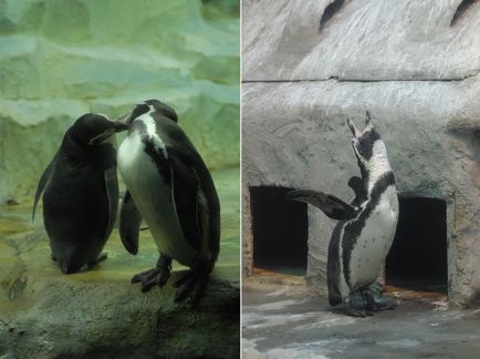 Як закохуються, народжують, змінюють і ділять дітей в московському пінгвінятніке