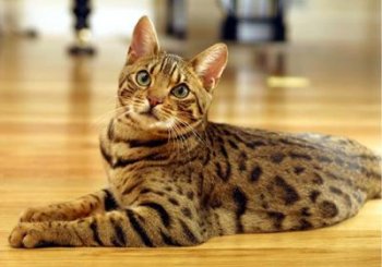 Як виховувати бенгальську кішку - фонд допомоги кішкам