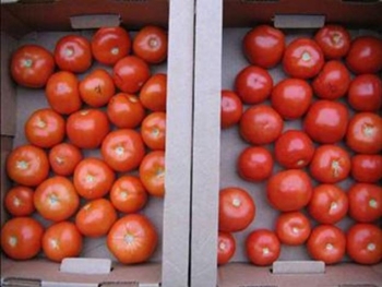 Як зберігати помідори в домашніх умовах