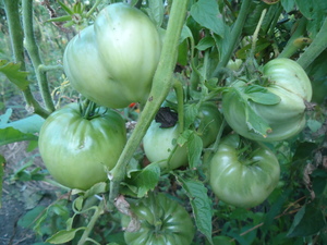 Cum am salvat recolta de tomate din phytophthora