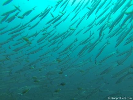 Cum am devenit Divemaster în Thailanda