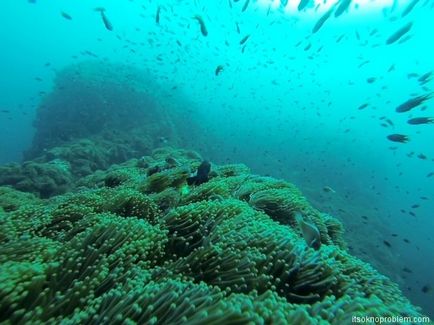 Cum am devenit Divemaster în Thailanda