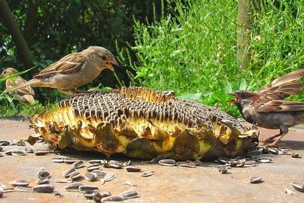 Як захистити соняшники від птахів