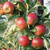 Як захистити яблуні в саду від морозів, домашніх умовах