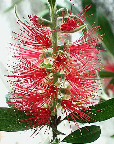 Callistemon (callistemon)