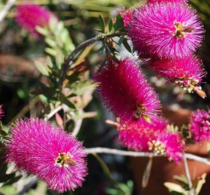 Callistemon (callistemon)