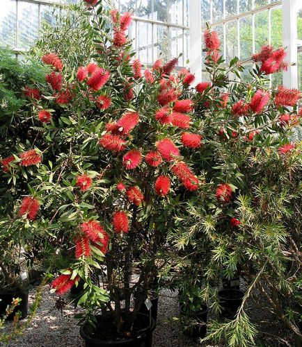 Callistemon (callistemon)